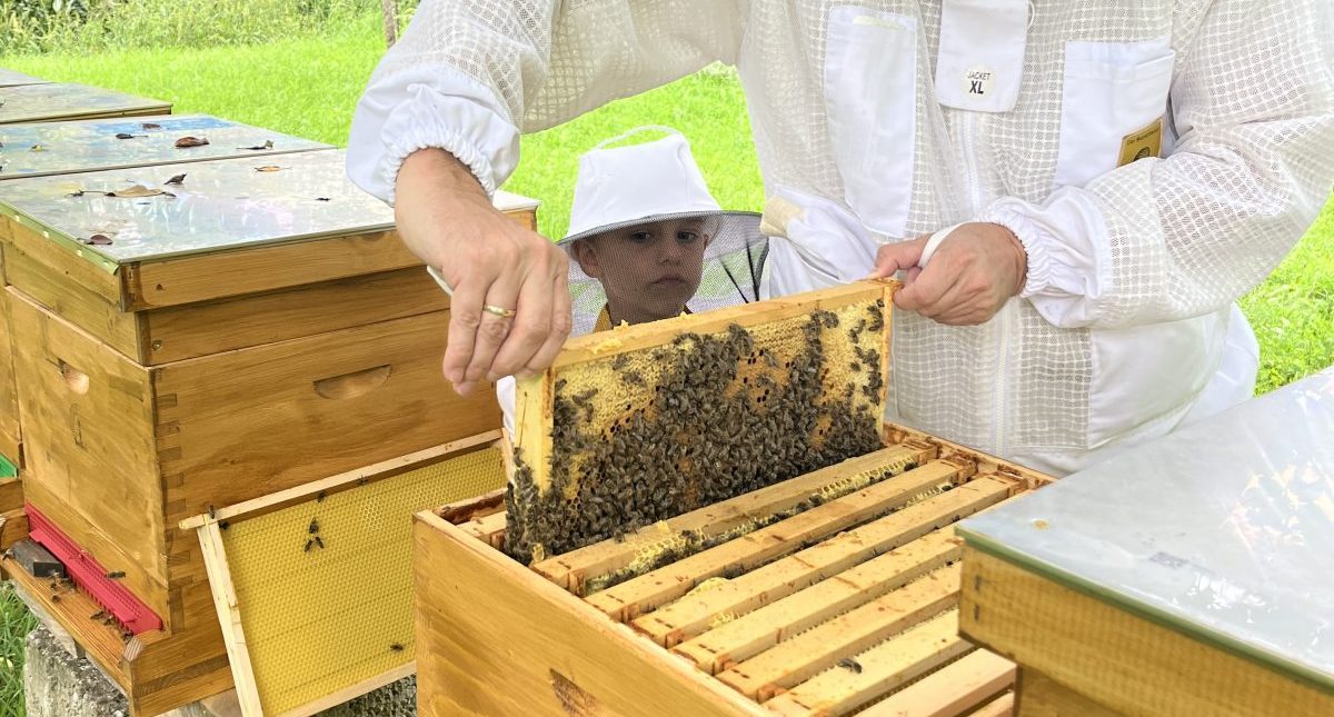 Brutraum Bienenstock