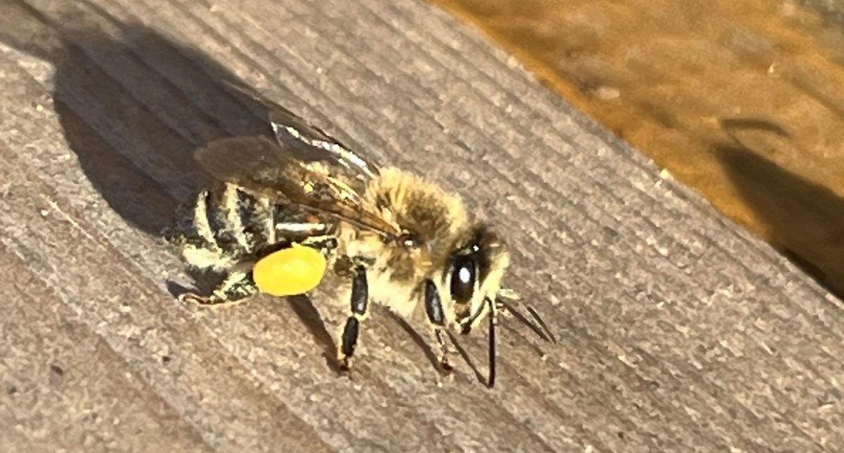 Biene mit Pollenhöschen